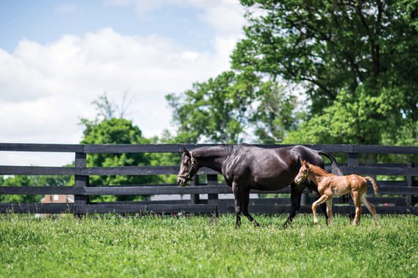 Horse and foal