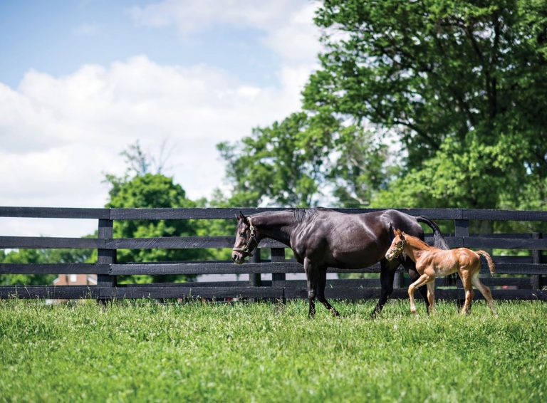 Horse and foal