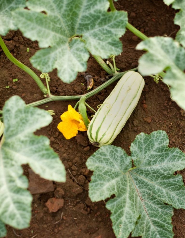 vegetables growing from ground