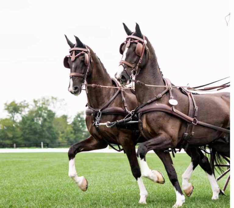 2 carriage horses prancing