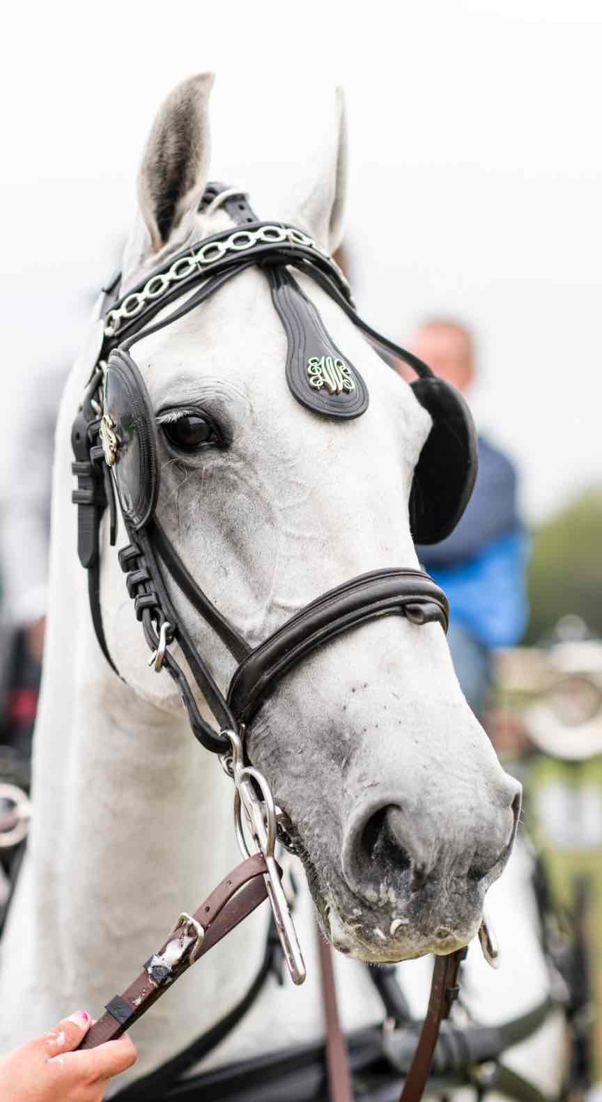 White Carriage Horse