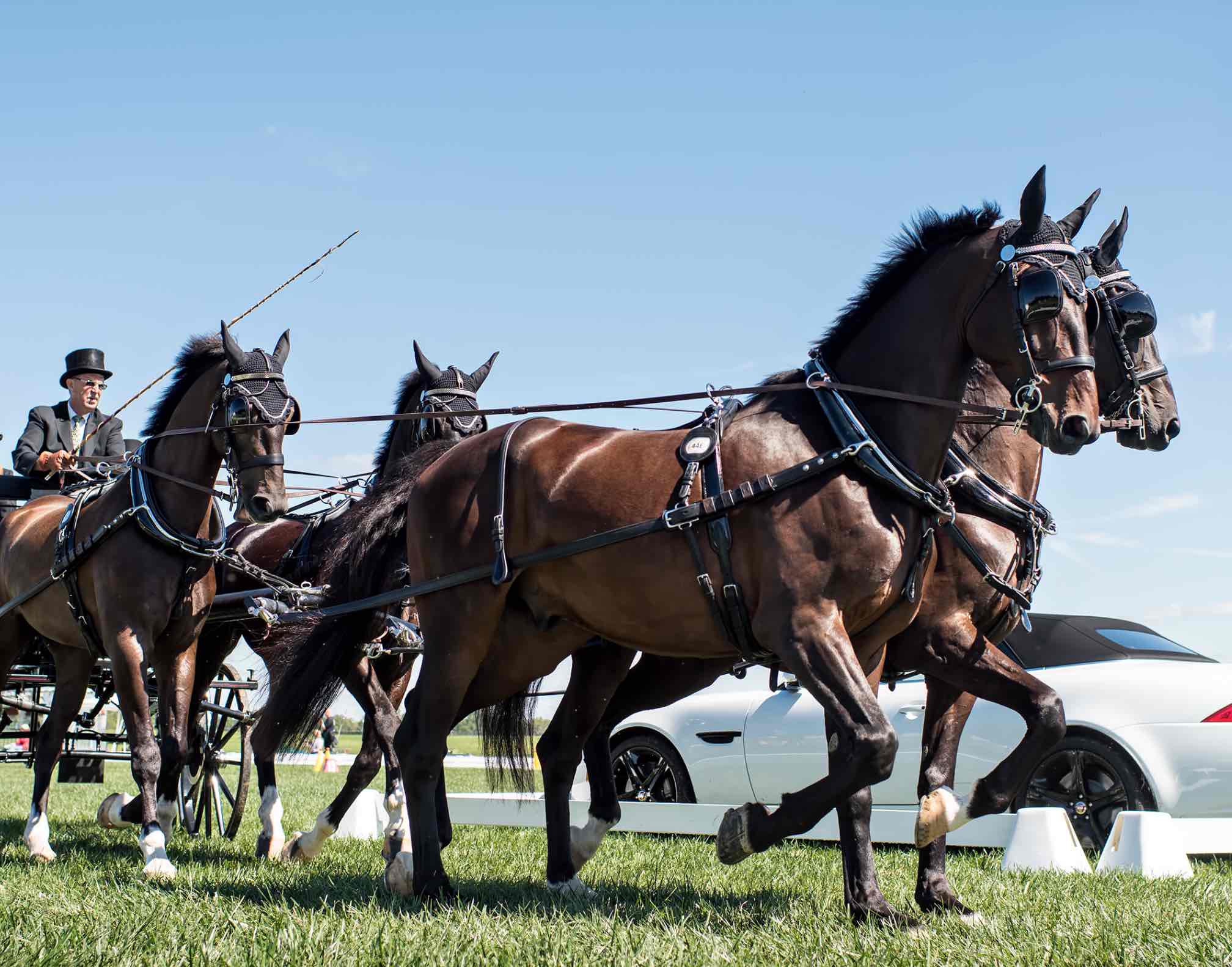 4-horse Carriage Racing