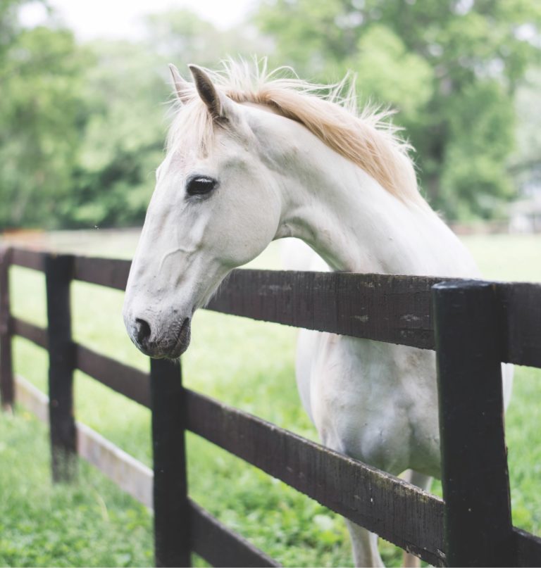 White horseat fence