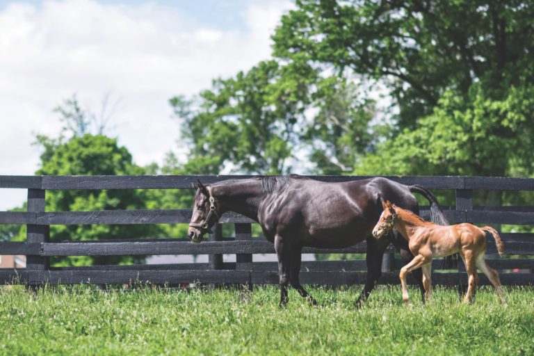 Horse and foal