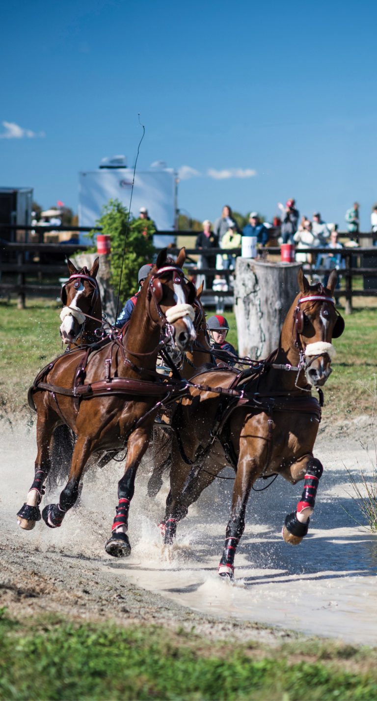 Carriage Driving Event at Hermitage