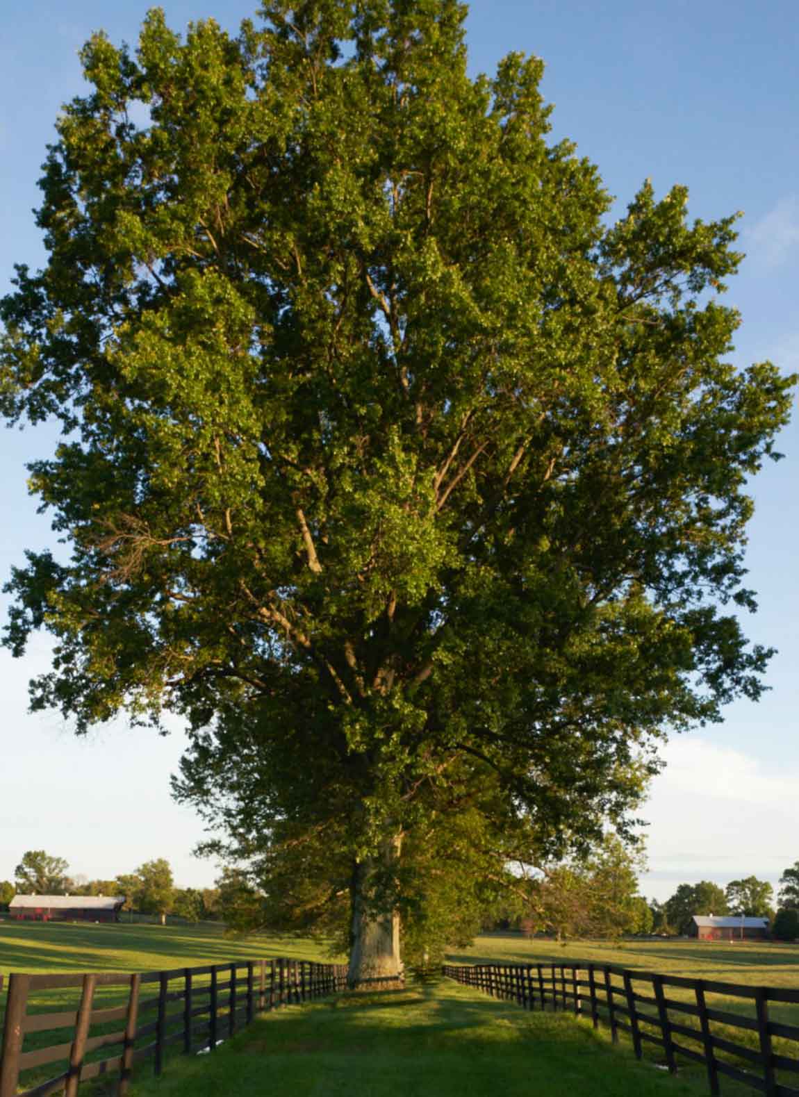 large tree surrounded by a fence