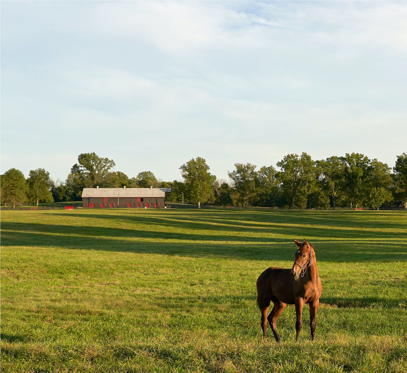 horse in a field with a barn in the distance