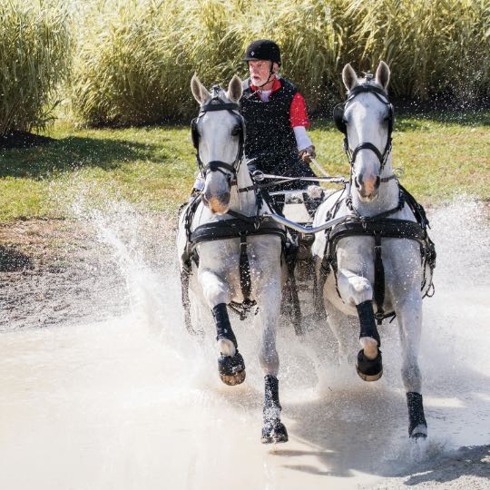 man driving 2-horse-drawn carriage through stream