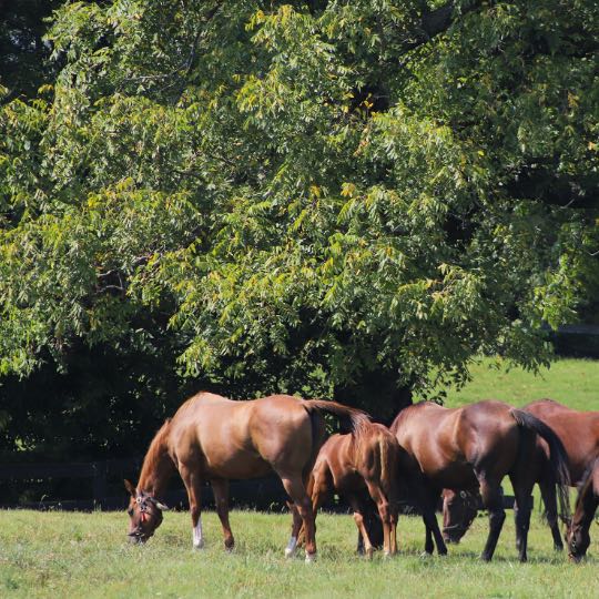 horses in field eating grass