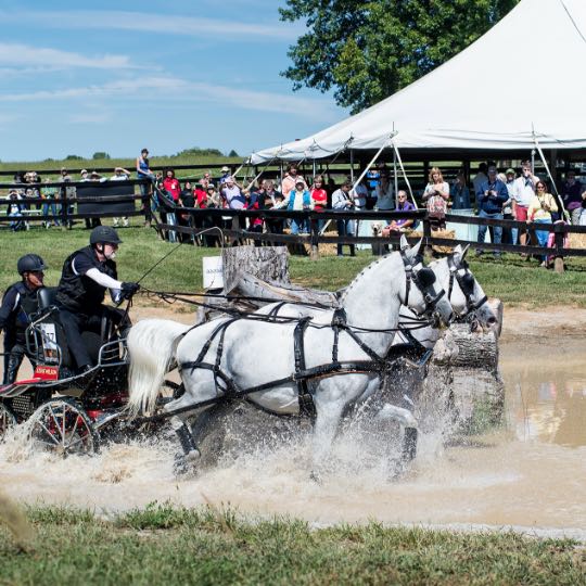 2 men driving carriage through stream with onlookers under a tent