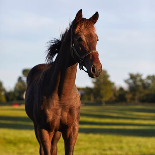 horse in field