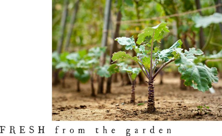 plants growing in the garden