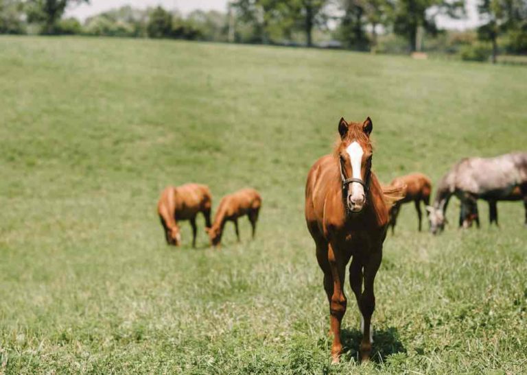 Horses in Field