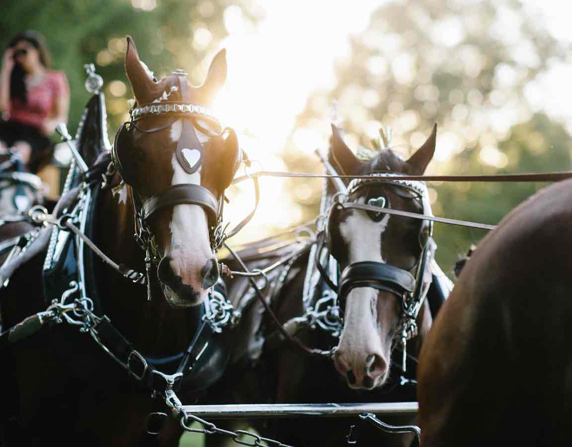 Carriage Horses