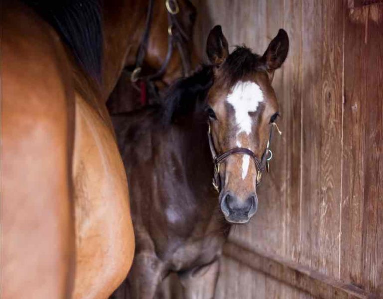 horses in barn