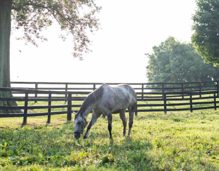 Thoroughbred in field eating grass