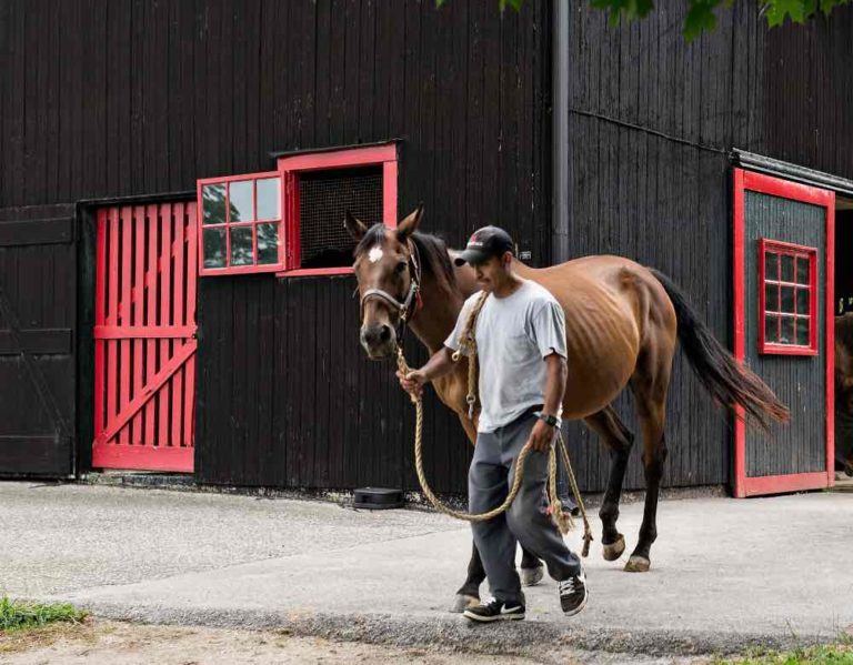 Thoroughbred and Trainer walking by barn