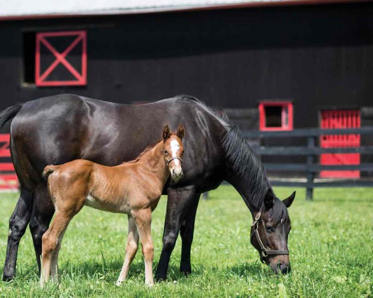 Horse and Foal at Barn
