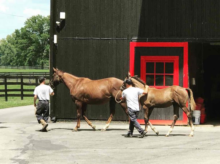 Trainers with Horses