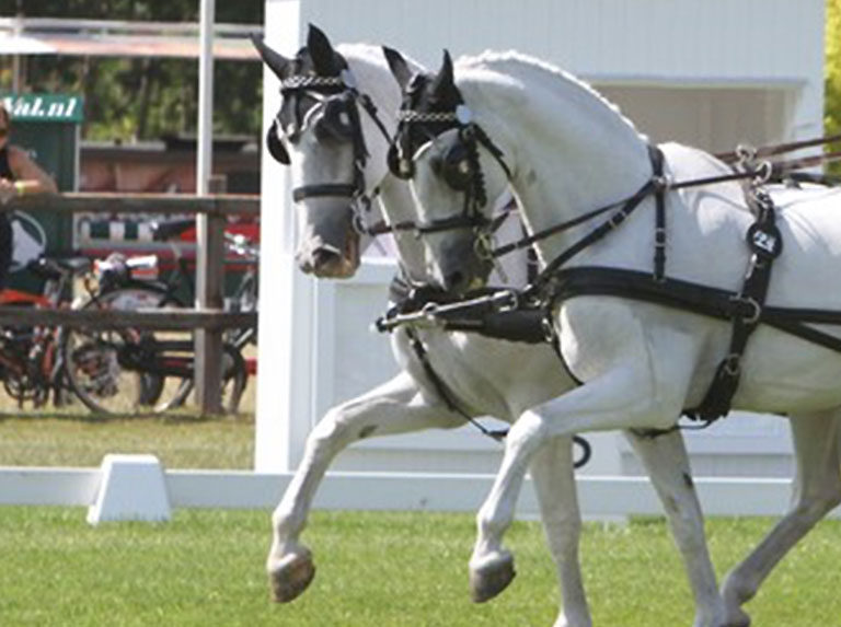 Equestrian Club Agro Handel Śrem - Polish Equestrian Legends