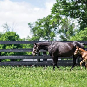 horse and foal