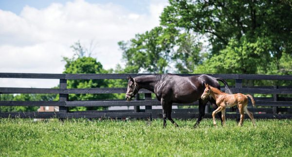 horse and foal