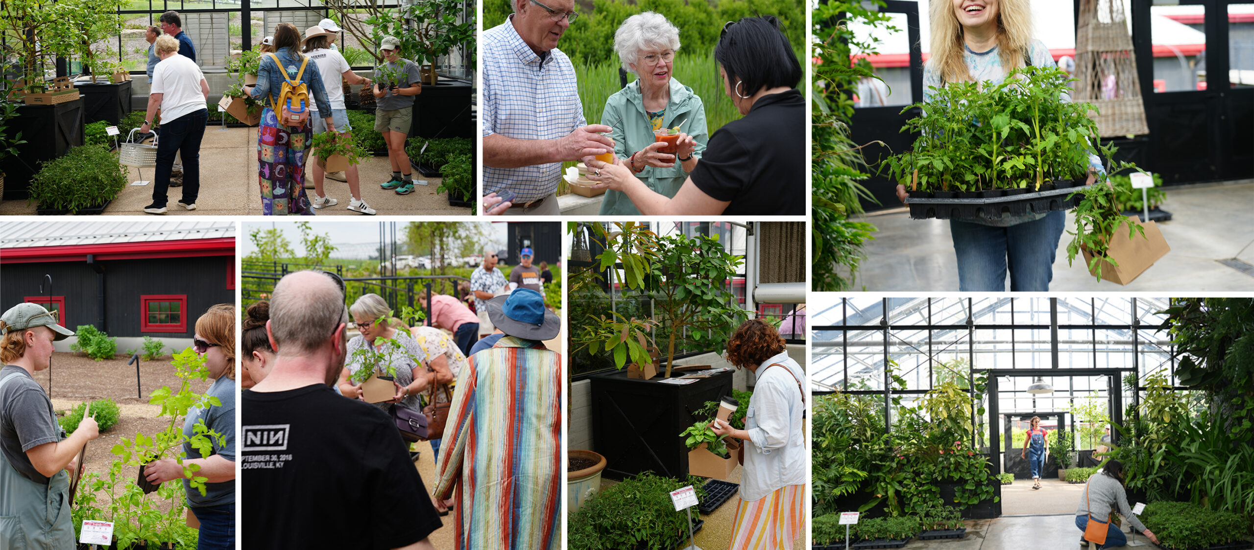 Tomato Plant Sale - Hermitage Farm